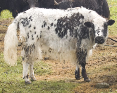 spotted dzomo calf in Tibet